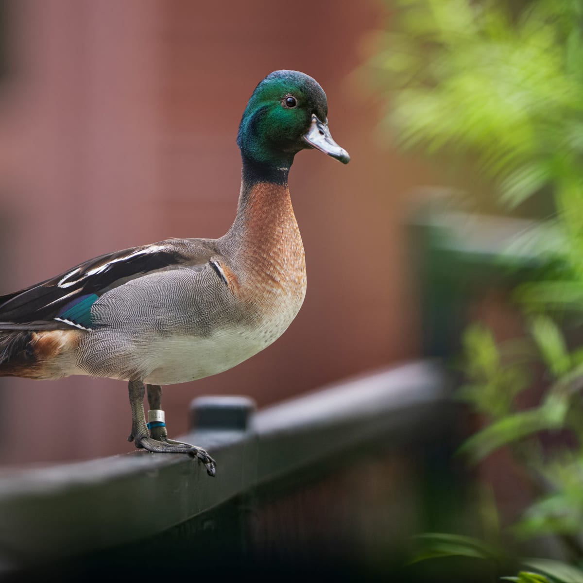 Canard