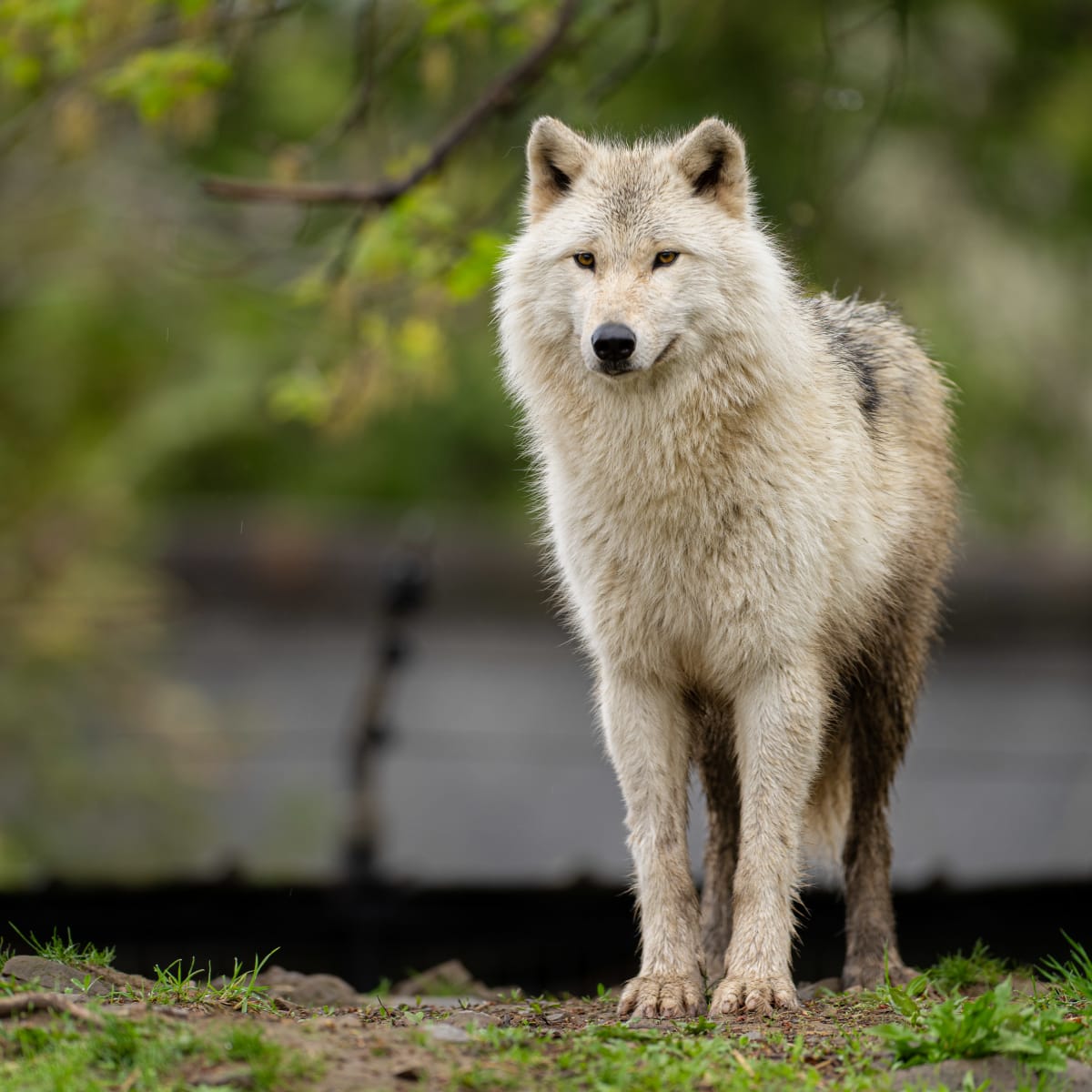 Loup