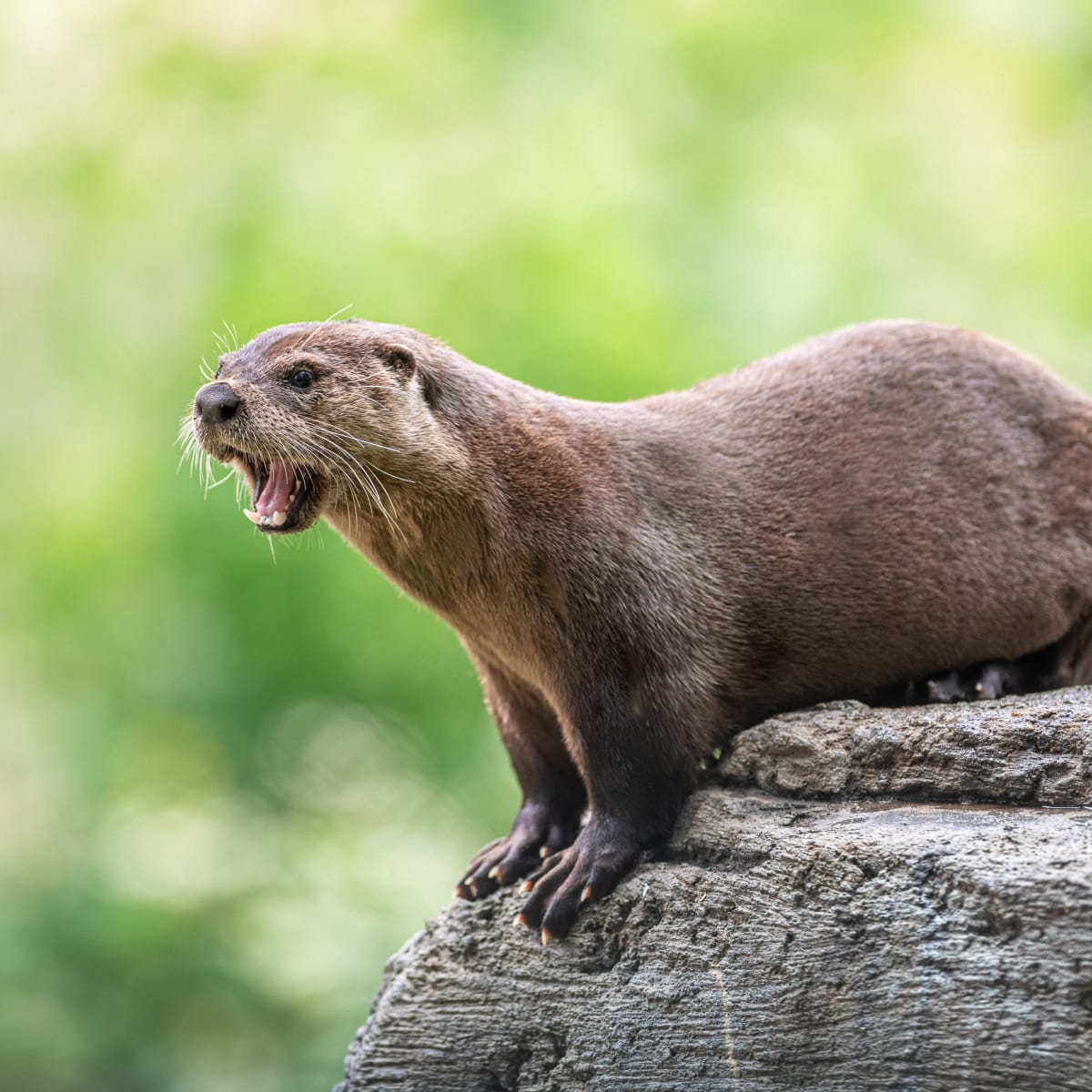 Loutre