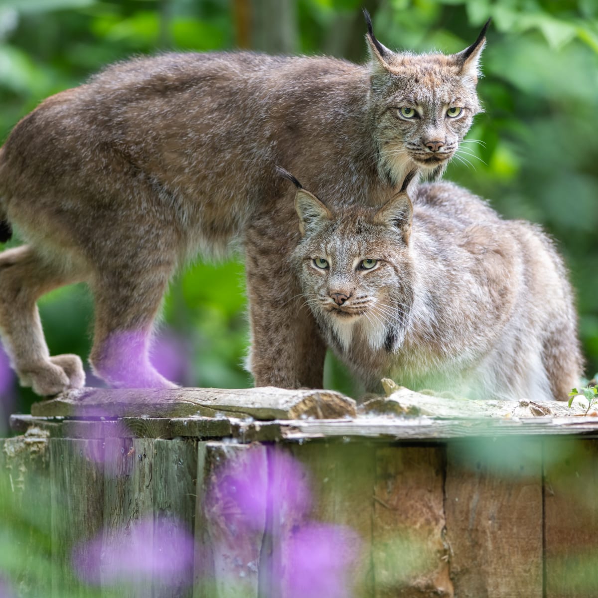 Lynx