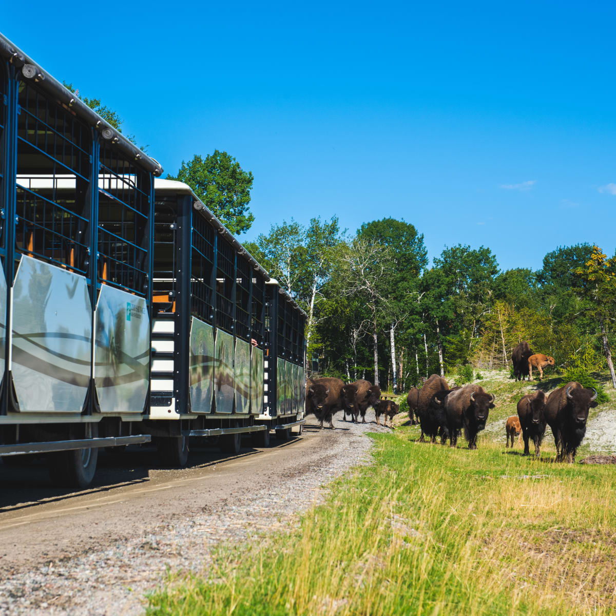 Train passant dans l'enclo des bisons.