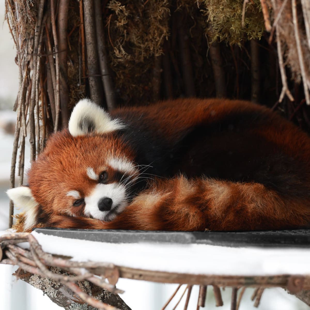 Panda roux au zoo.