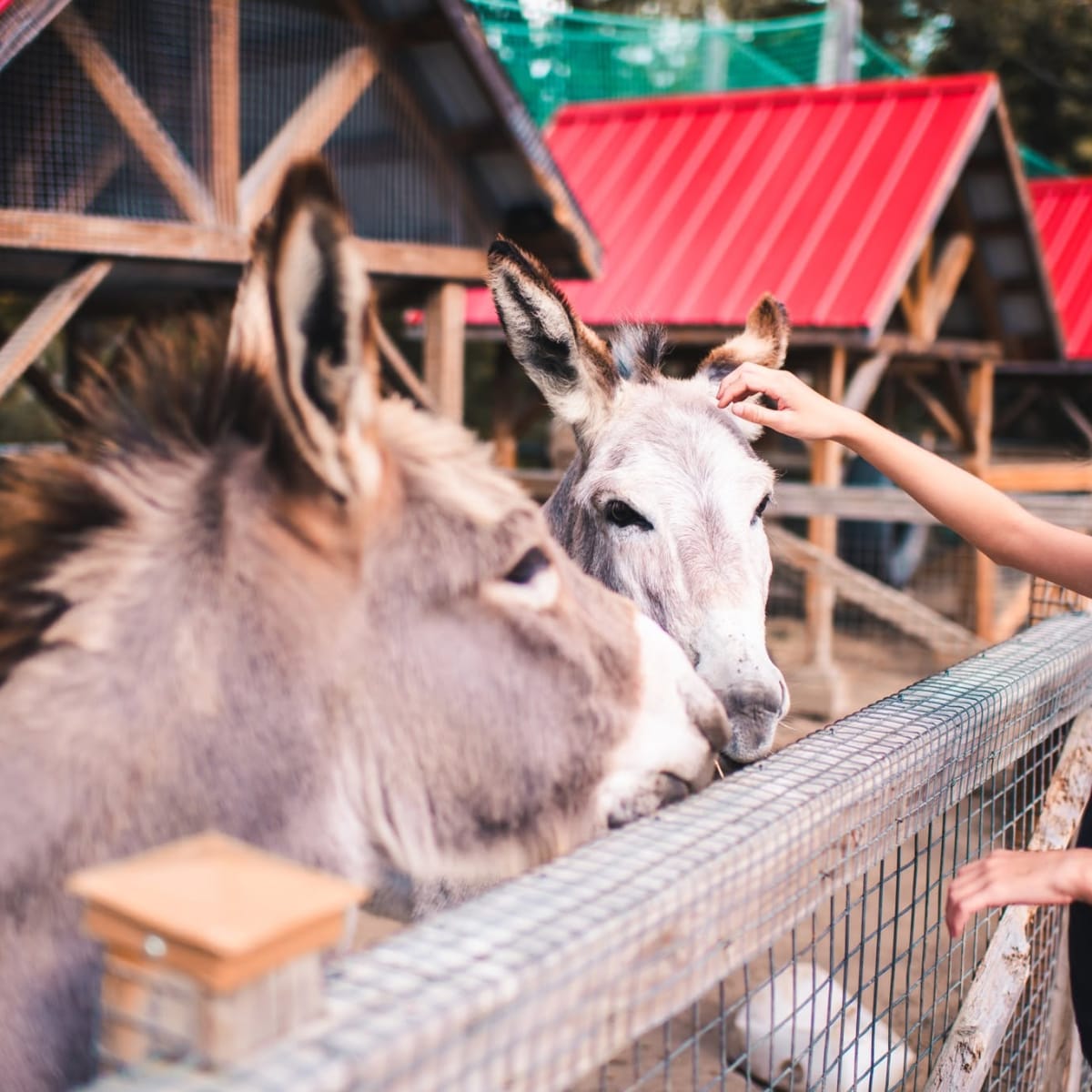  A young girl pets a donkey at the Saint-Félicien Wild Zoo
