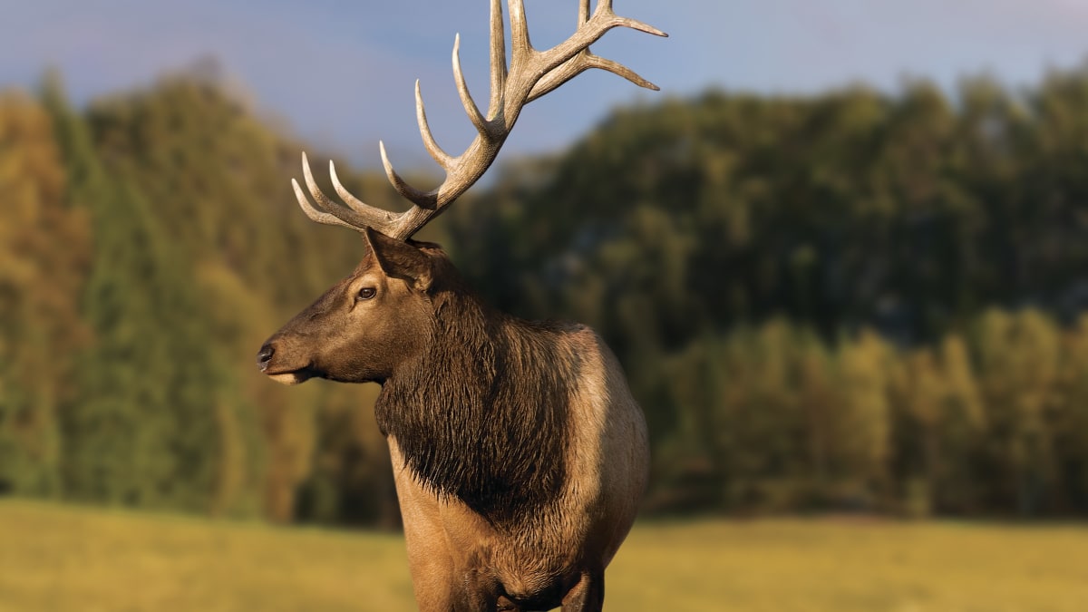 Cerf au Parc Oméga l'automne.