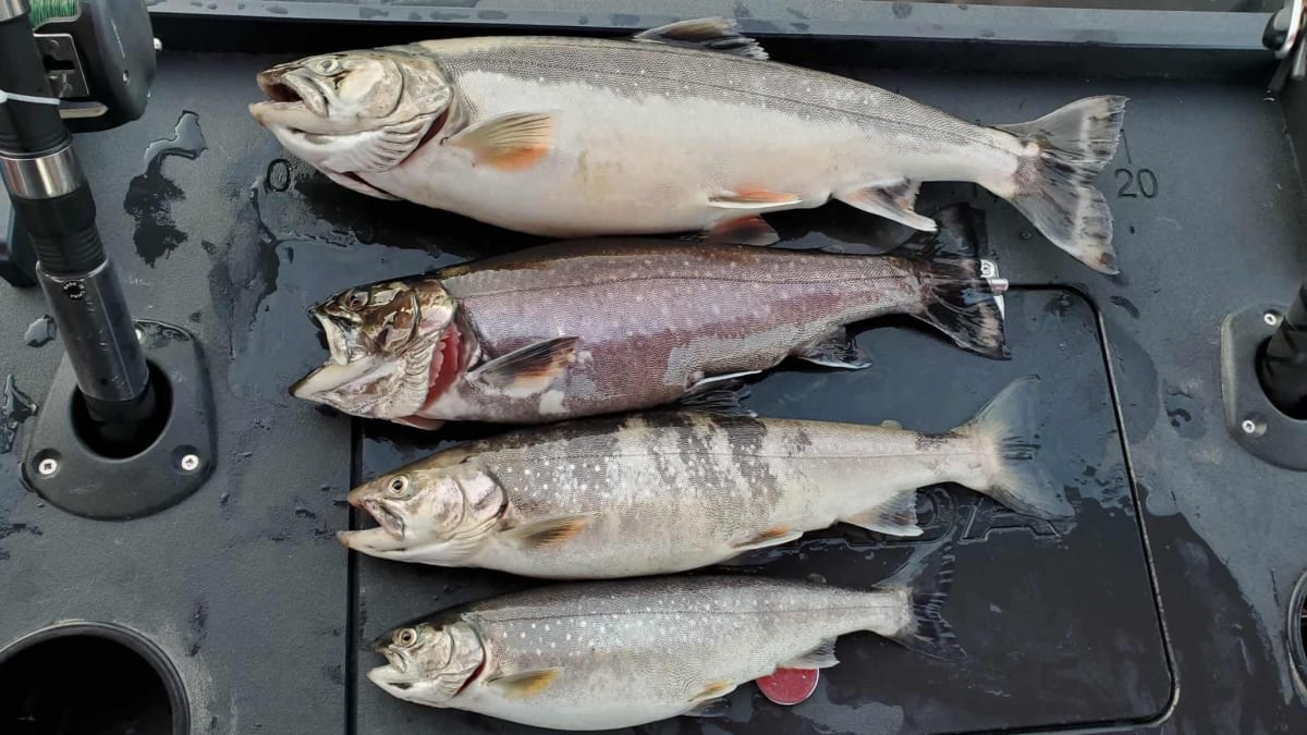 Alignement de poissons pêchés.