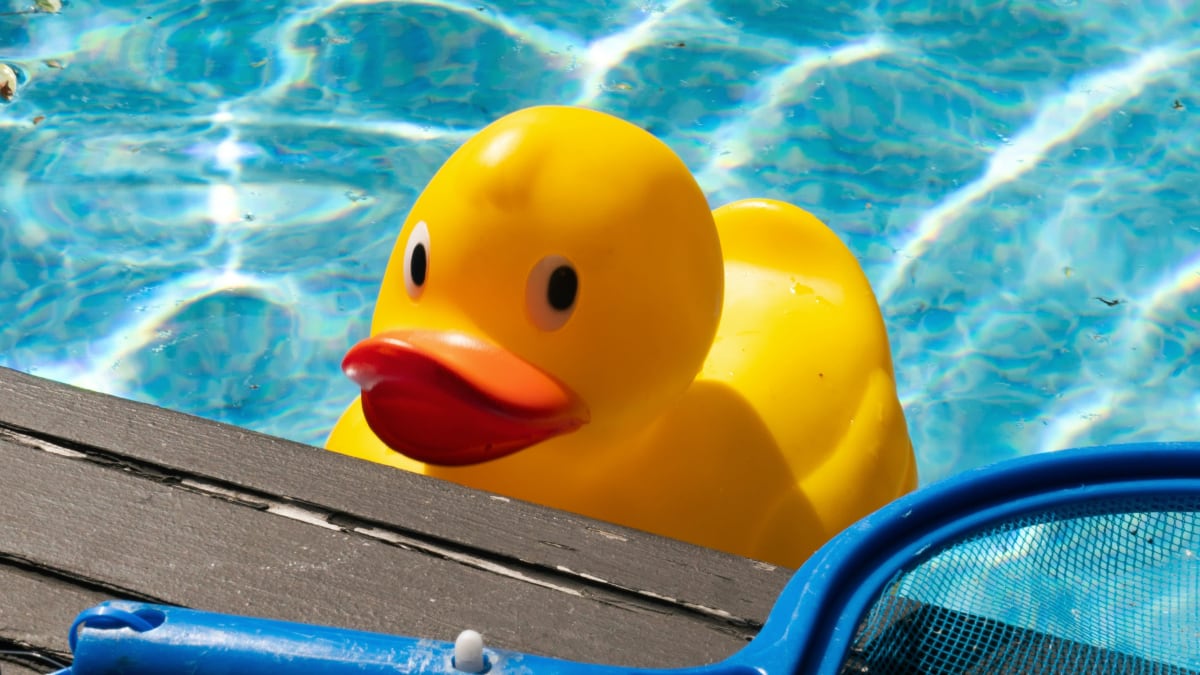 Yellow rubber duck toy floating in a swimming pool