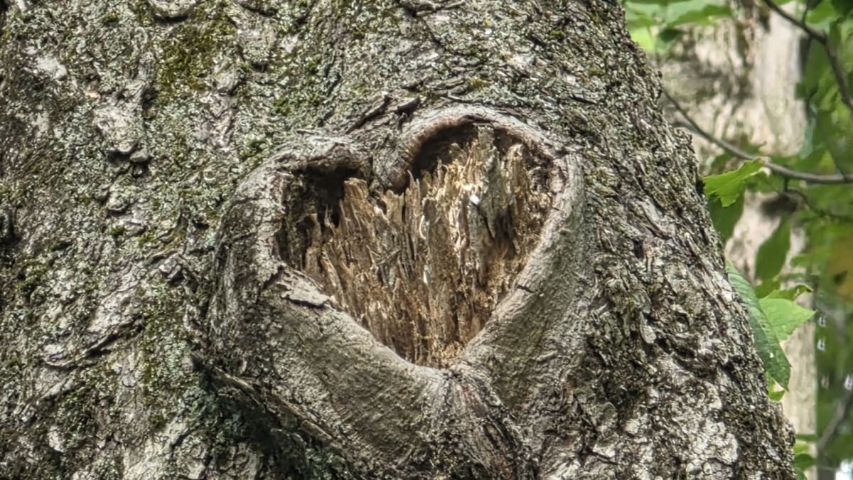 Photographie d'un arbre avec de l'écorce en forme de coeur.