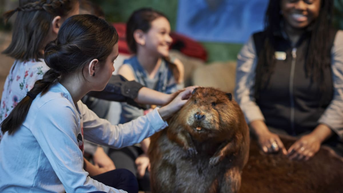Enfants et guide de musée autour d'un castor empaillé.