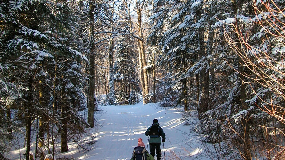 Two people cross-country skiing on a forest trail.