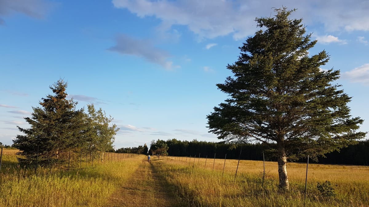 Chemin pèlerin Monasteriorum