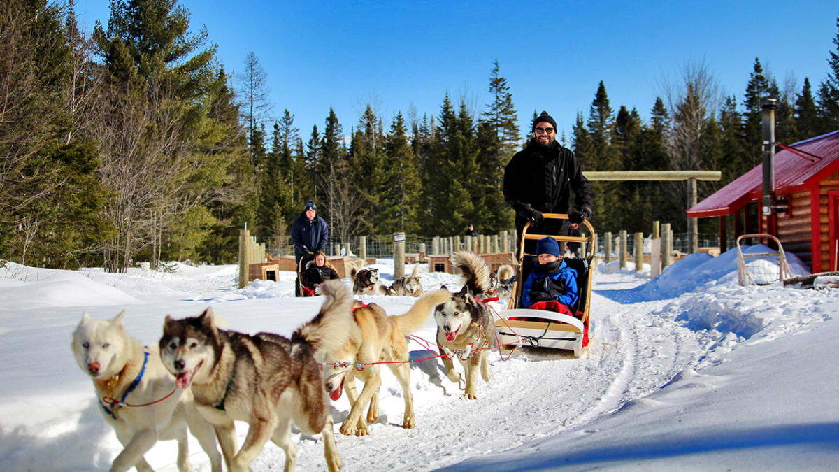 Two groups of sled dogs with mushers and riders.