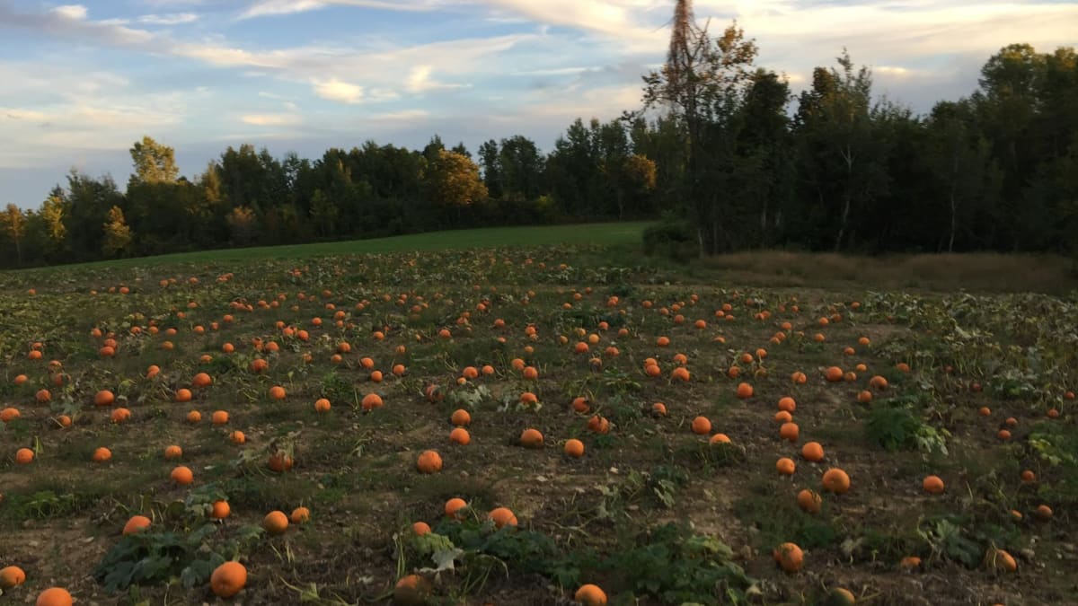 Champ de citrouilles.