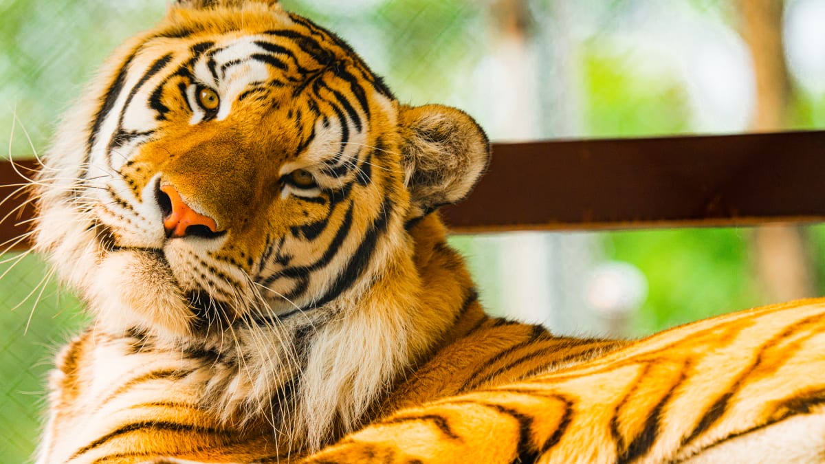 Tigre au Complexe Atlantide