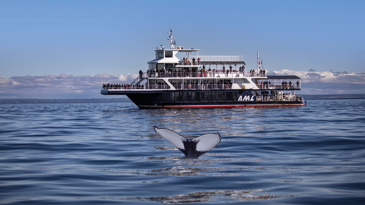 Bateau de Croisière AML avec queue de baleine dans l'eau en avant-plan Croisière aux baleines.