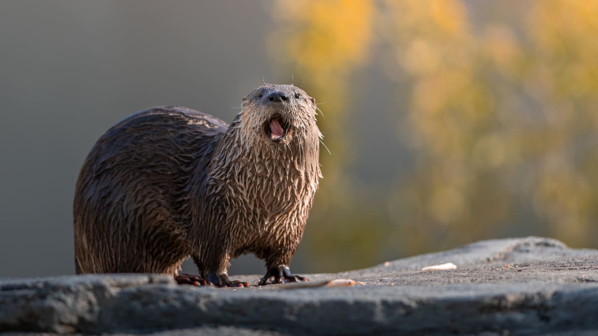 River otter at the Ecomuseum Zoo.