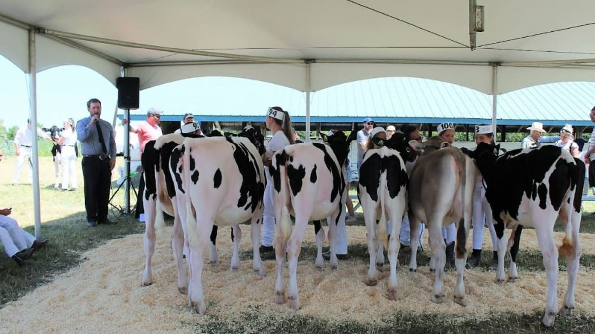 Rangée de vaches à exposition agricole de Calixa-Lavallée