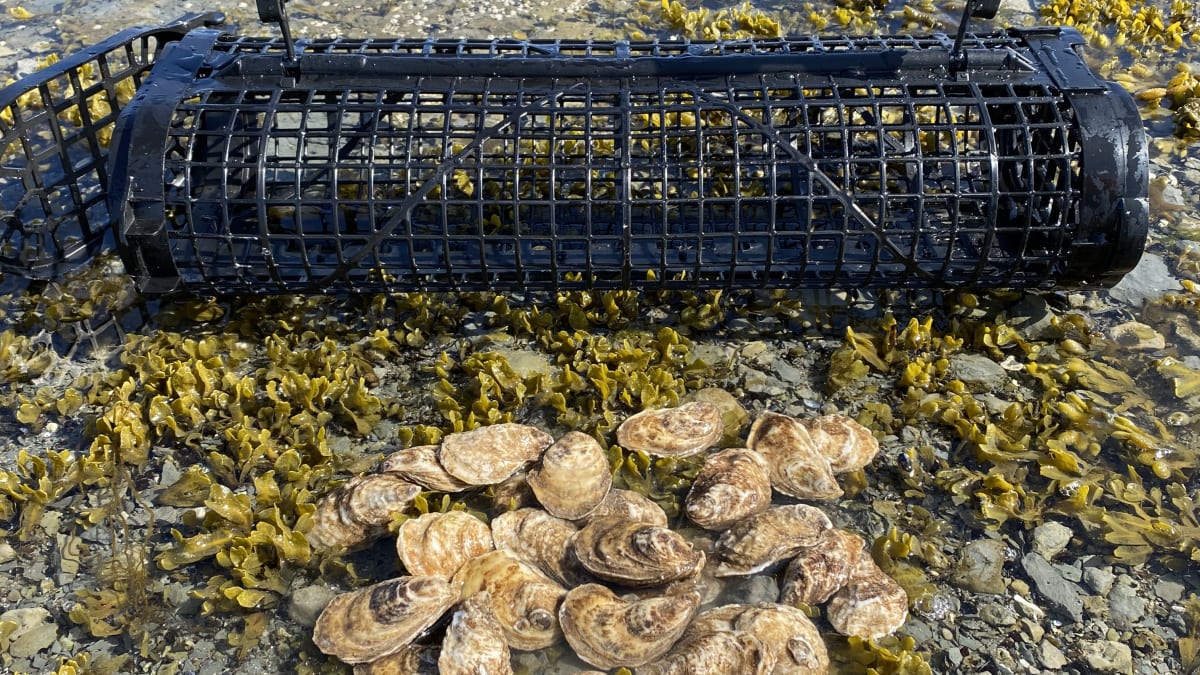 Panier et huîtres dans l'eau.