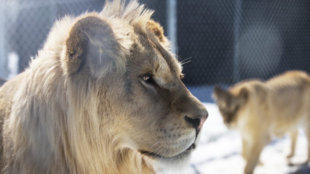 Deux lions au Familizoo