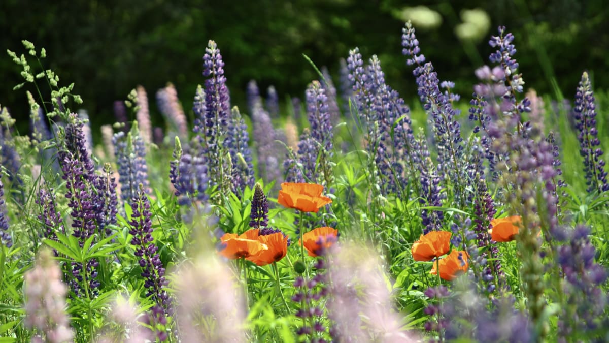 Jardins de Métis
