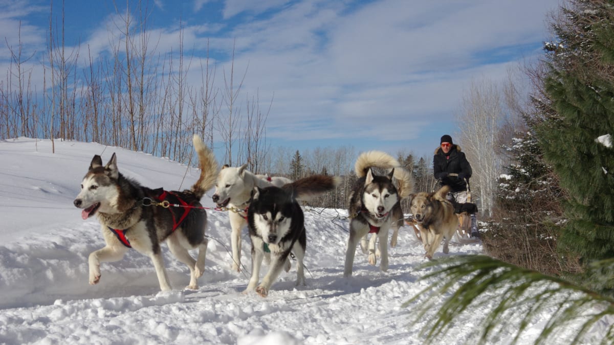 Dogsledding at Baluchon Éco-villégiature