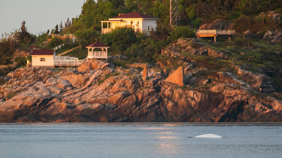 Parc marin Saguenay–St. Laurent