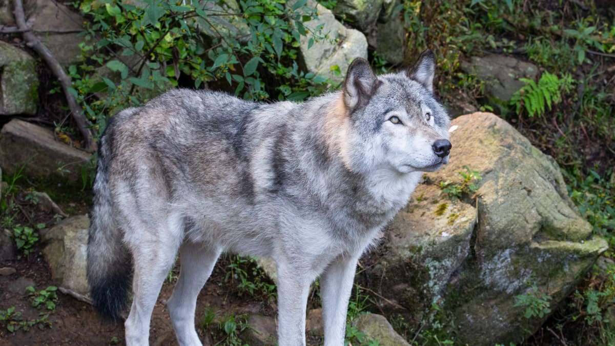 Loup gris au Parc Oméga