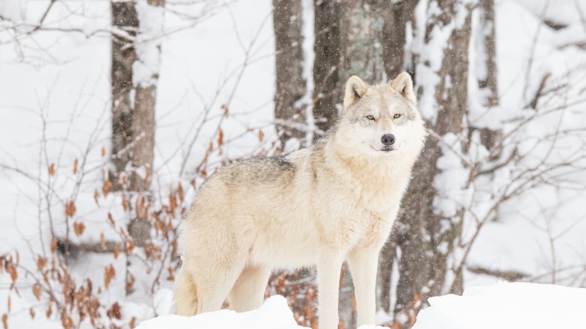 Loup arctique dans la neige au Parc Oméga.