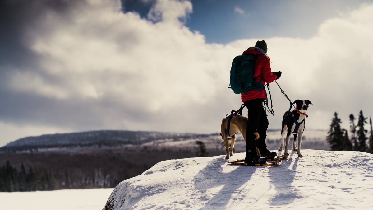 Randonneur et deux chiens en haut d'une montagne.