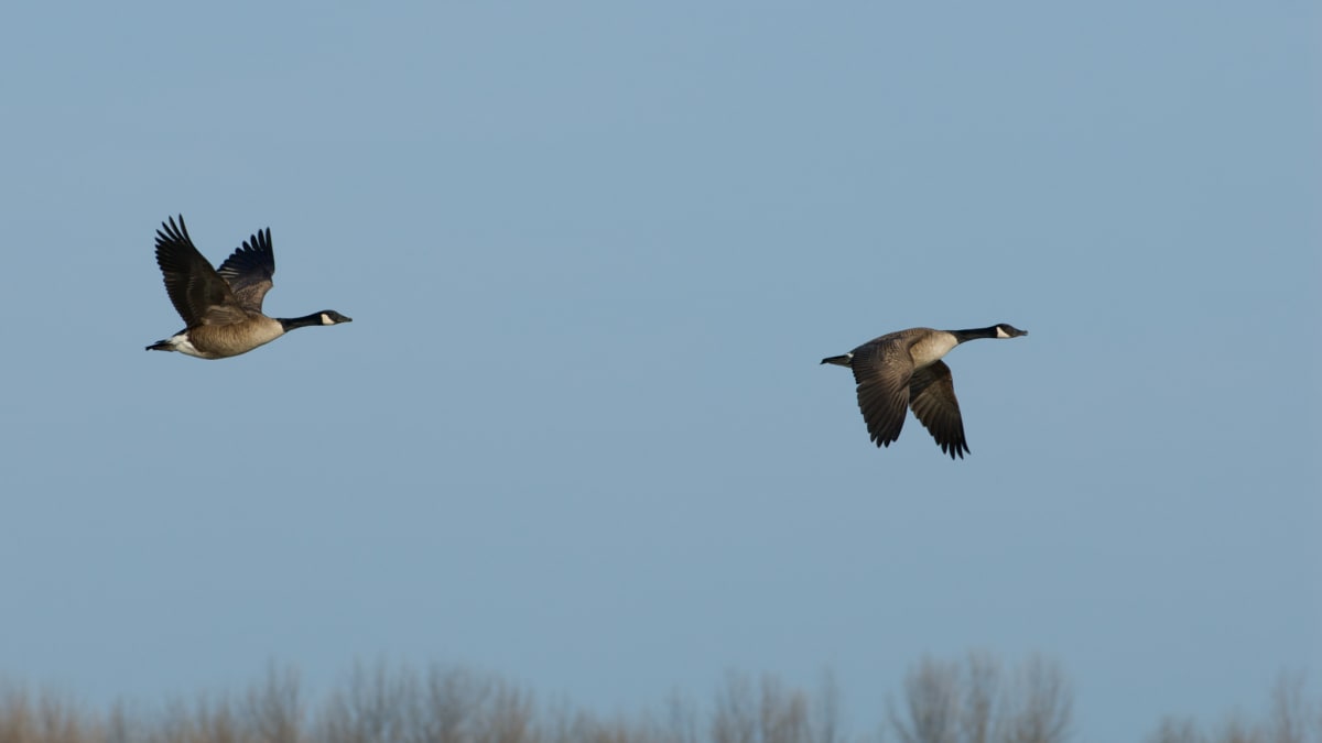 Two geese in the sky.