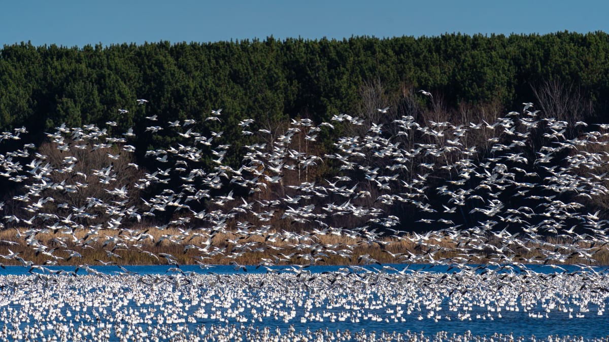 Thousands of snow geese in the sky in Victoriaville.