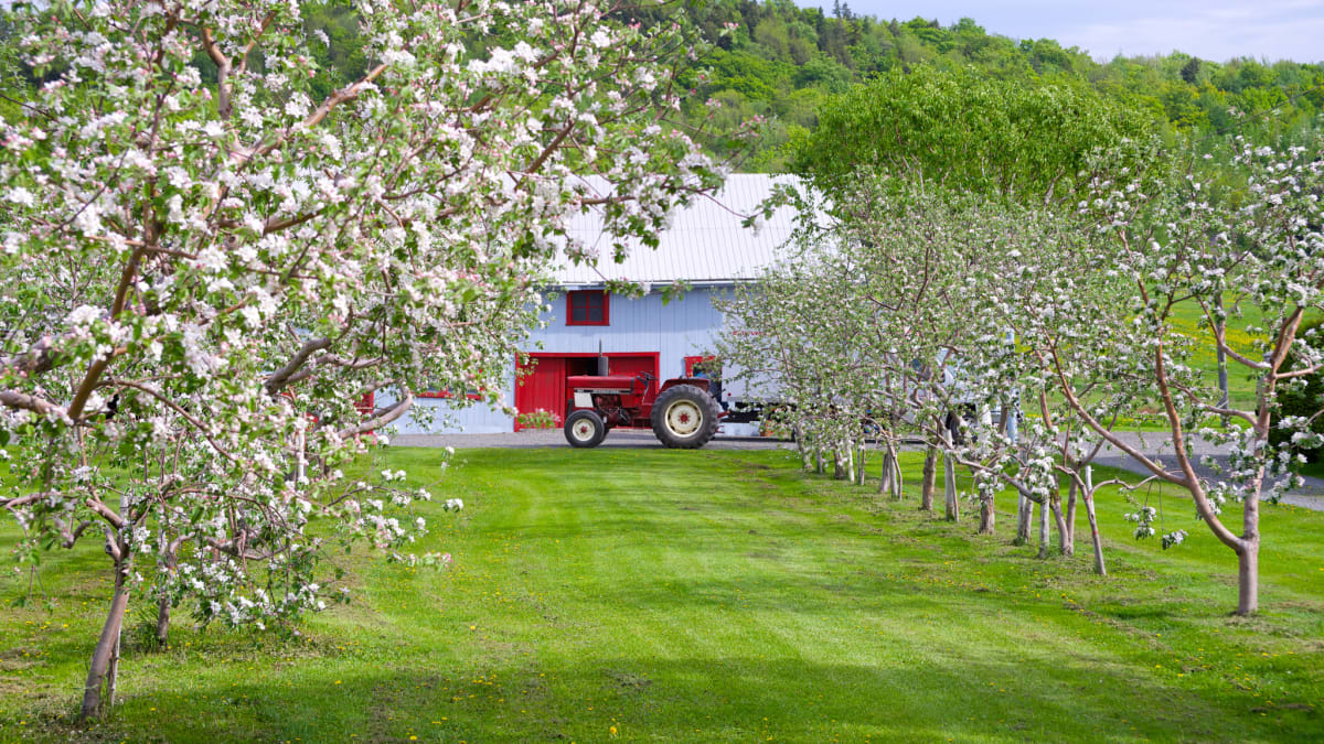 Flowering apple trees.