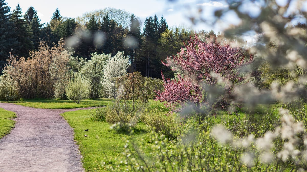 Flowering trees in a garden.