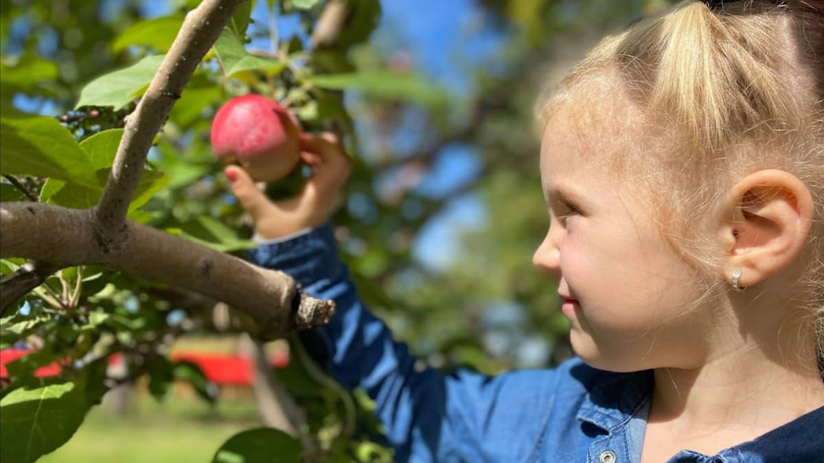 Fillette en train de cueillir une pomme dans un verger.
