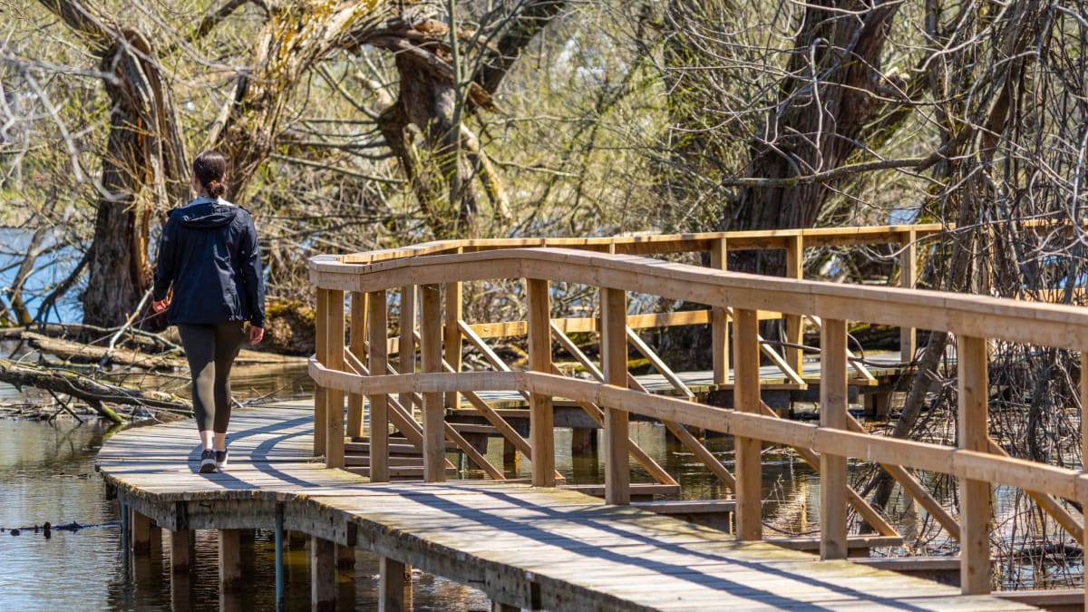 Young woman walking on a pathway over the water in the woods.