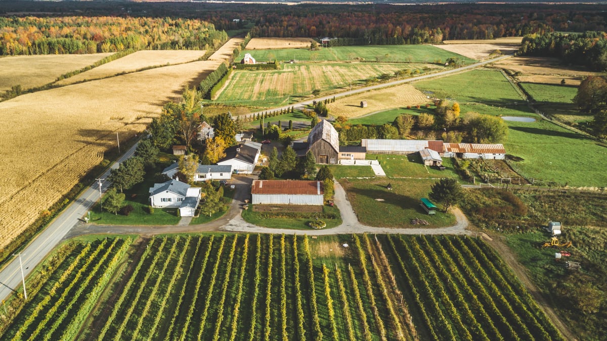 Fields of grapes, rural scenery and vineyard.