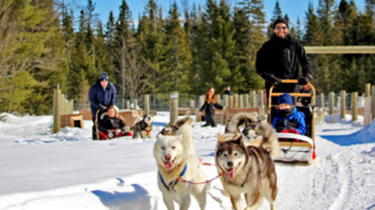 Dogsledding excursion