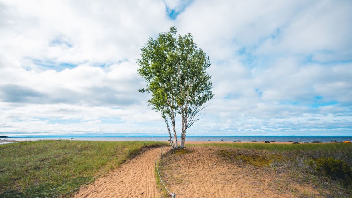Arbre au bord du lac au parc national de la Pointe-Taillon.