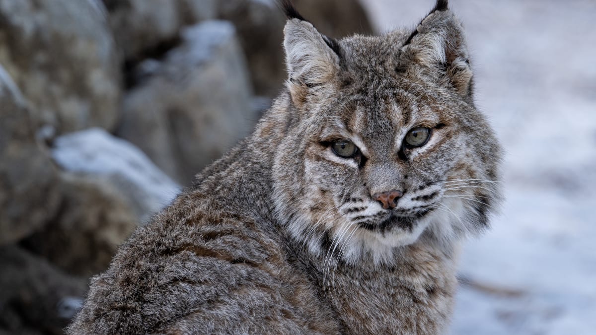 Lynx roux dans la neige.
