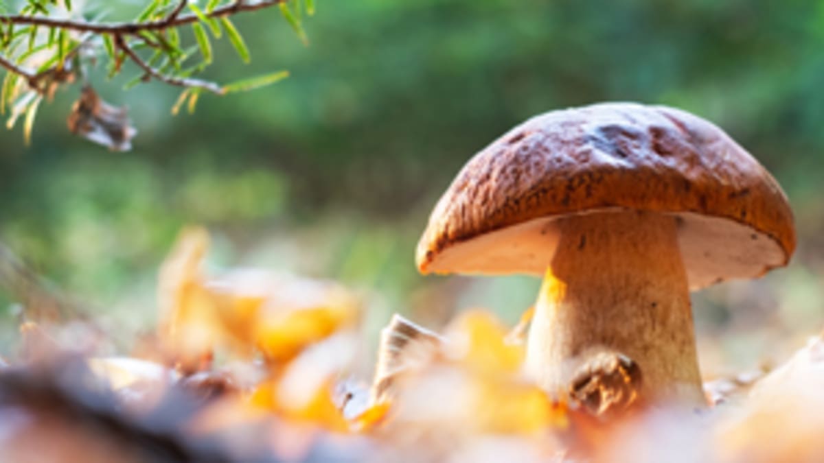 Plan rapproché d'un champignon en nature