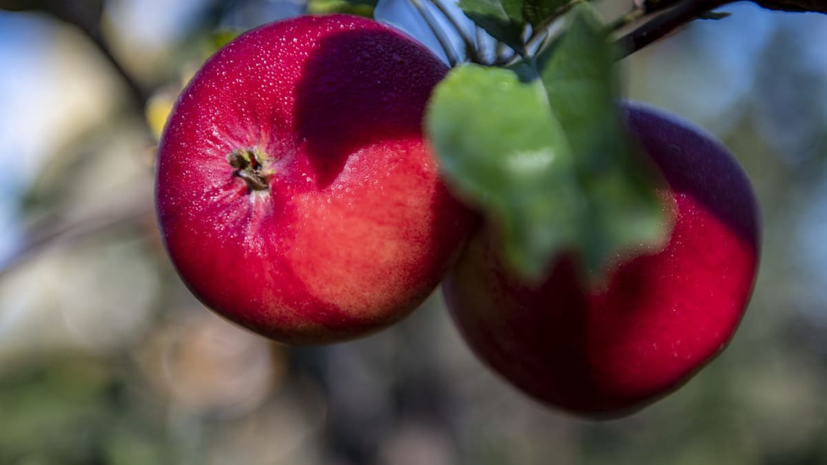 Apples on a tree in Côte-Nord.