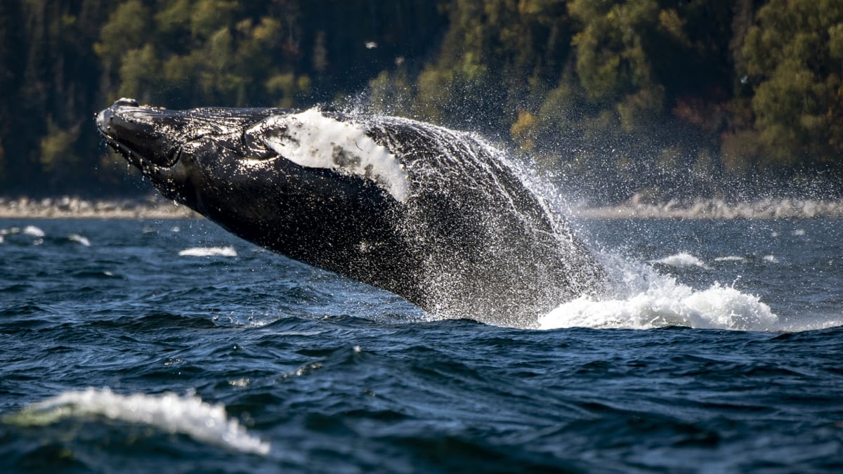 Baleine en train d'émerger de l'eau