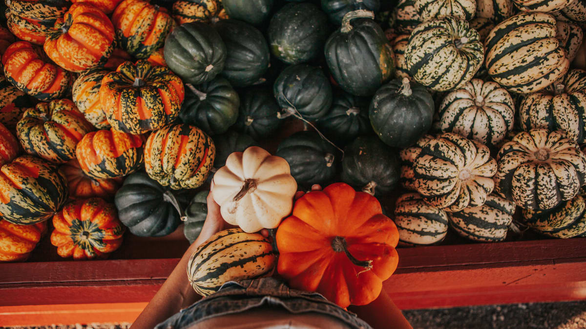 Panier de courges chez Courges et cie.