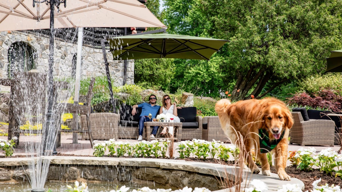 Un chien en train de marcher à côté d'une fontaine d'eau, avec un couple le regardant en arrière-plan.