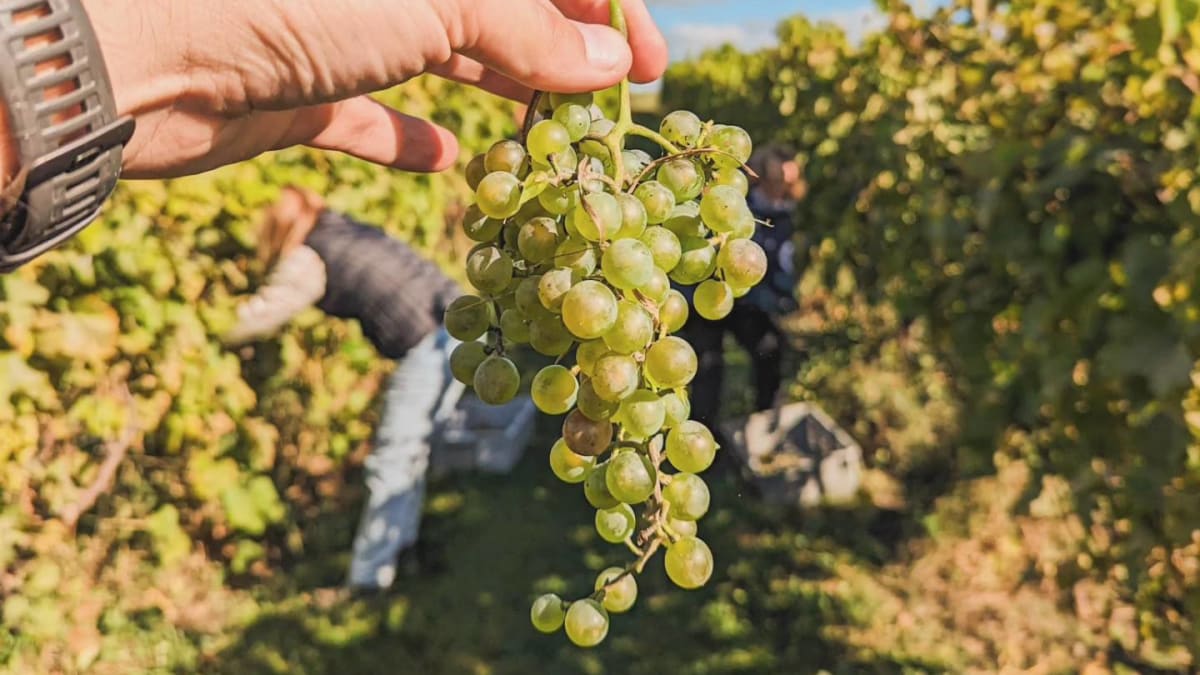 Main qui tient une grappe de raisins dans un vignoble en Outaouais.
