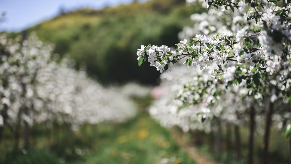 Pommiers en fleur au printemps dans le Haut-Richelieu.