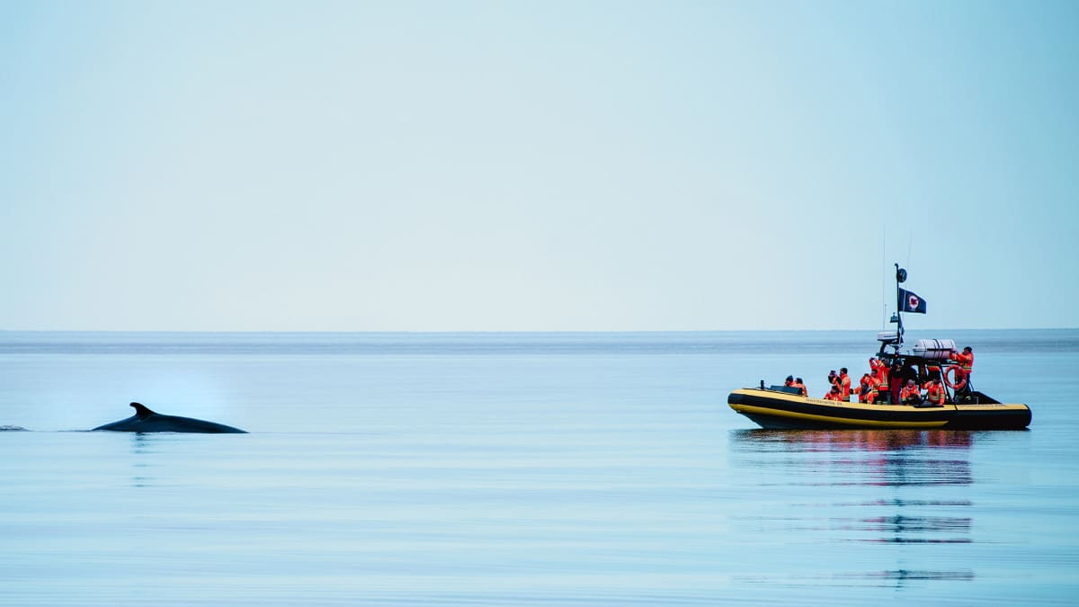Zodiac sur l'eau et aile de baleine