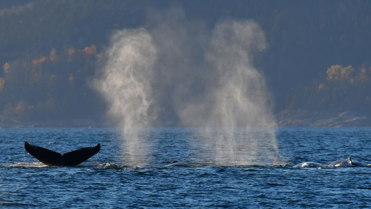 Queue de baleine qui sort de l'eau et deux jets de souffle.