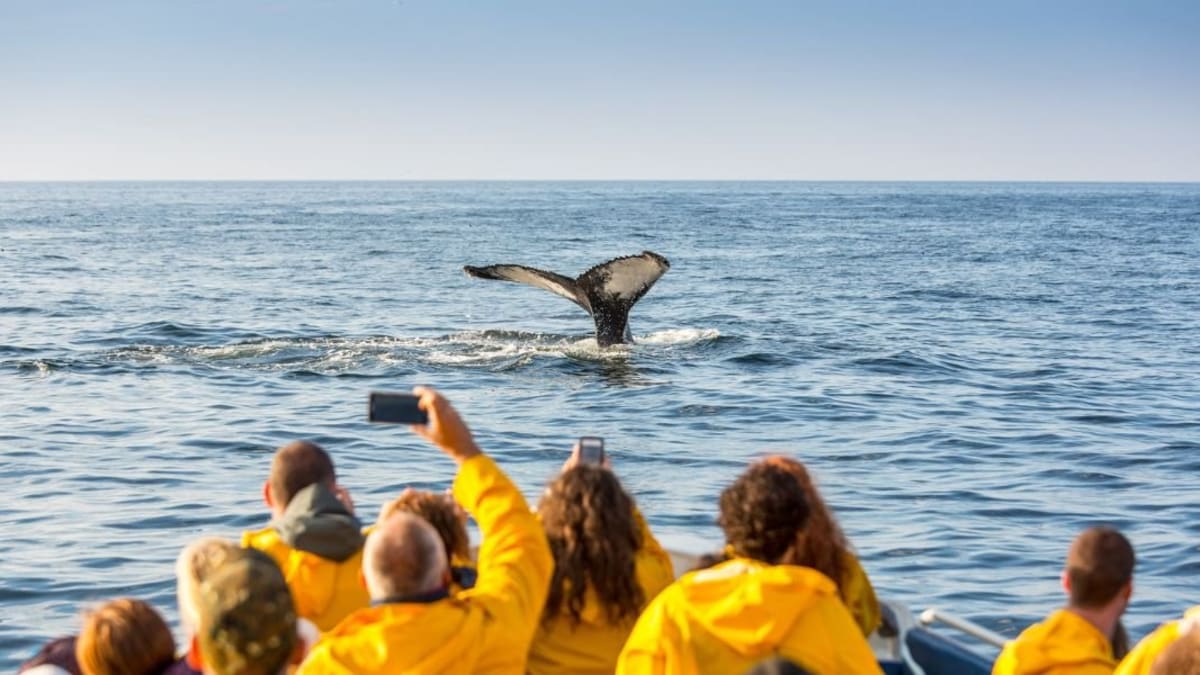 Whale watching.