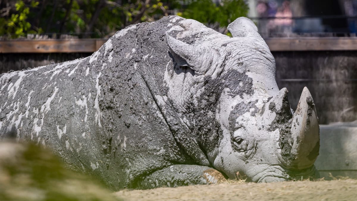Rhino - Zoo de Granby