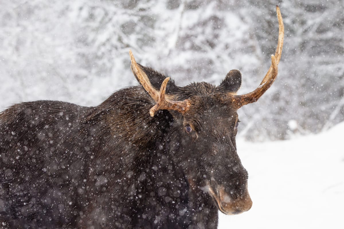 Caribou au Parc Oméga.